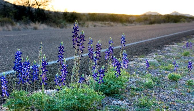 The 5 Varieties of the Texas Bluebonnet
