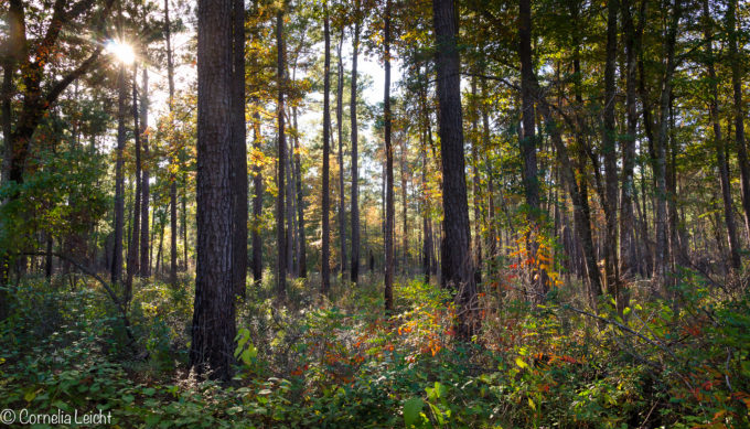 big thicket national preserve, Texas, natural wonder