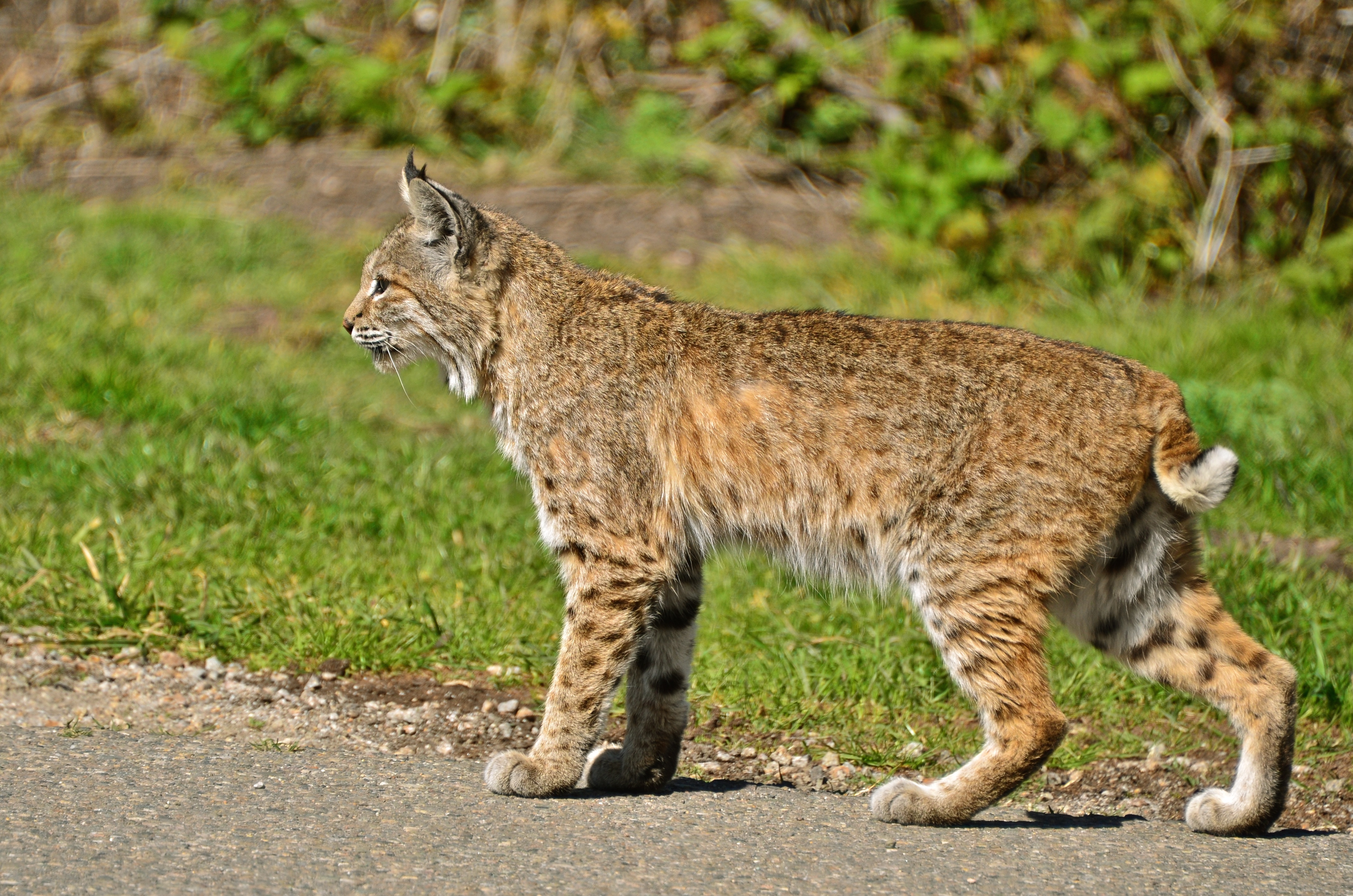 Wild Cats In Texas Hill Country