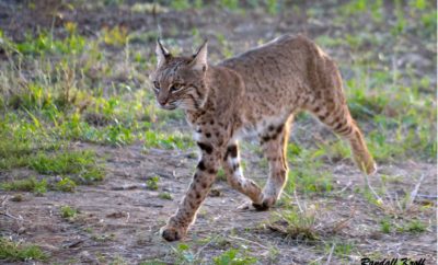 Bobcats are one of the Texas Hill Country wild cats you could encounter