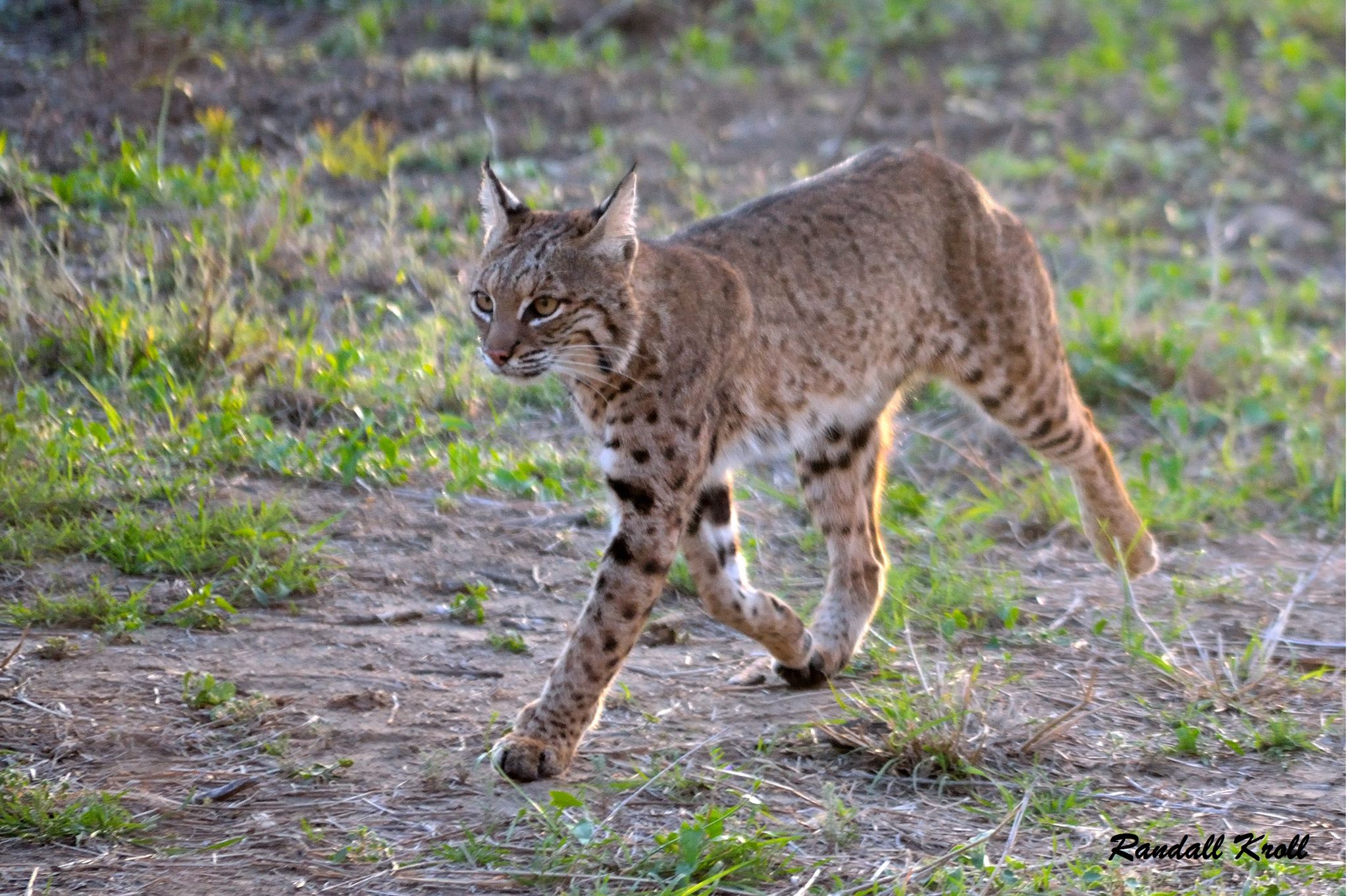 Texas Hill Country Wild Cats to Watch Out for and Protect ...