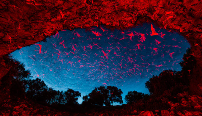 Bracken Cave bats leaving the cave