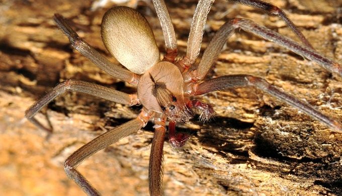 Venomous Texas Spiders: Which Two Species to Look Out For