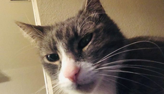 Pets are our Treasures: An Emotional Bond that Can't be Broken