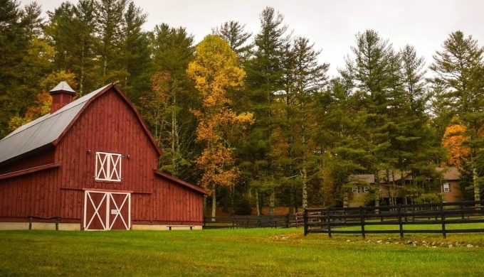 Momma Versus Romeo the Rooster: A True Texas Tale