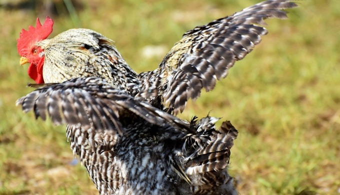 Momma Versus Romeo the Rooster: A True Texas Tale