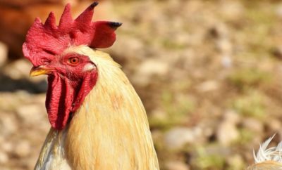 Momma Versus Romeo the Rooster: A True Texas Tale
