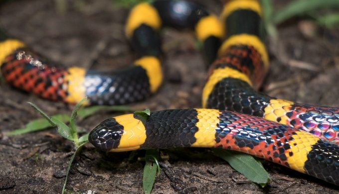 Coral snake, Diet, Size, Rhyme, & Facts