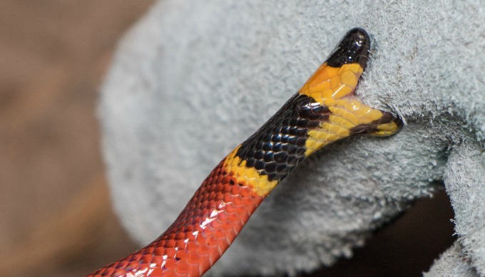 5 Facts About the Texas Coral Snake that Might Surprise You