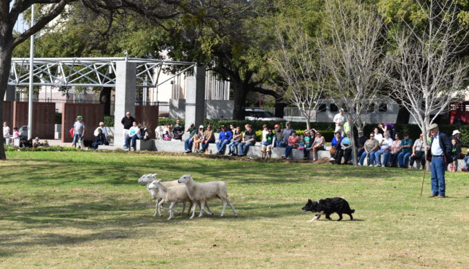 North Texas Irish Festival: A Celtic Celebration of the Senses North Texas Irish Festival: A Celtic Celebration of the Senses