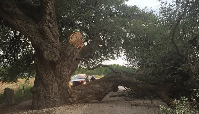 Damaged San Saba wedding oak