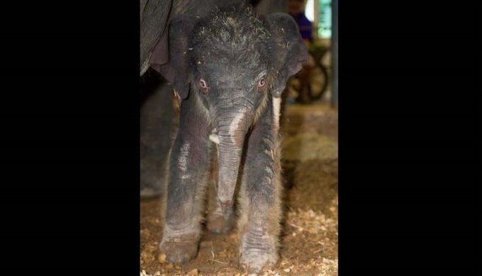 It’s a Girl! Joy the Asian Elephant is the Newest Baby at the Houston Zoo