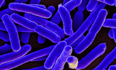 E.coli Bacteria