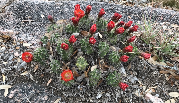 ERSNA Claret-cup cactus flowers
