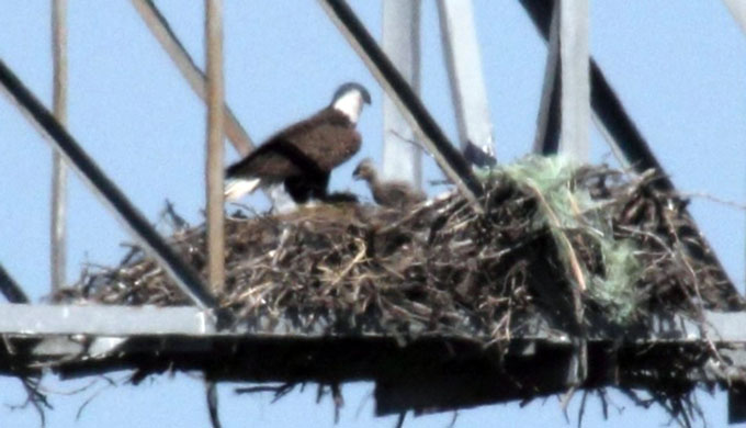 Texas Bald Eagle Gives Birth to Baby Eaglets