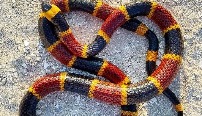 5 Facts About the Texas Coral Snake that Might Surprise You