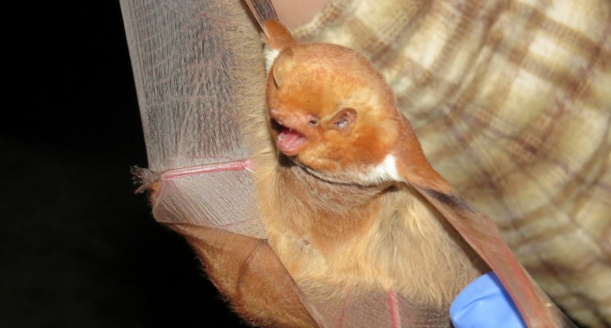 Eastern red bat