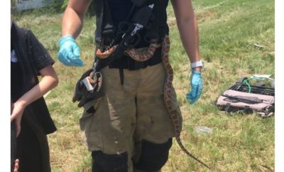Emergency Crews Searched for Snakes Following a Wreck in South Bexar County