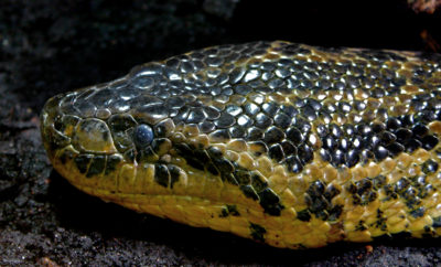 wrangle a 9-foot anaconda