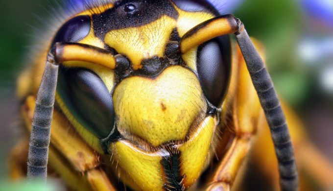 Deadly Insects You Should Avoid at All Costs This Summer in the Texas Hill Country