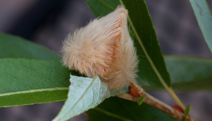 The Texas Asp: Do Not Pet This Cuddly-Looking, Fuzzy Caterpillar