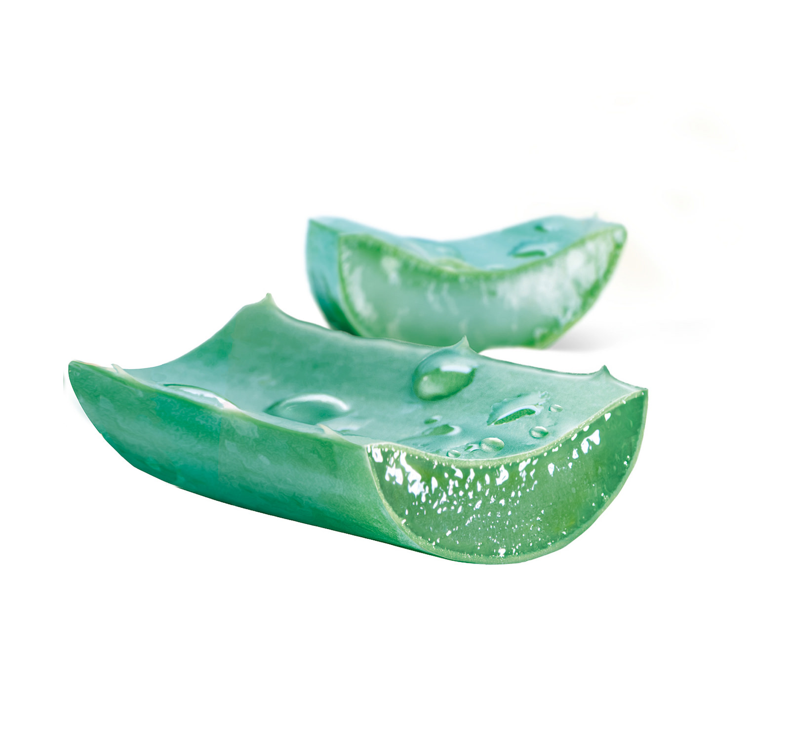 Wound Care Plants Texas Hill Country