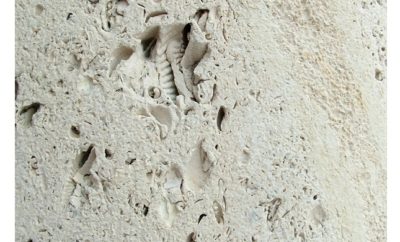 Fossiliferous Texas limestone on the federal building in Galveston