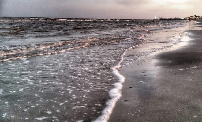 Galveston Beach shark