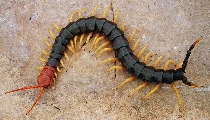 This Huge Centipede Was Spotted in Texas Hill Country [VIDEO]