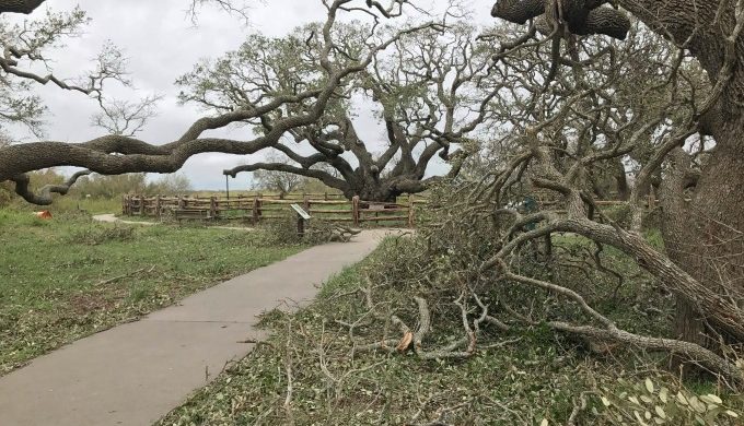 Goose Island tree after