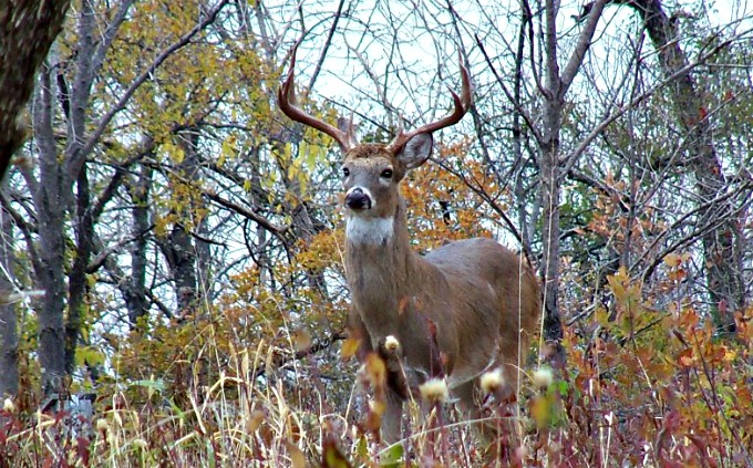 Grayson County Deer Texas Hill Country