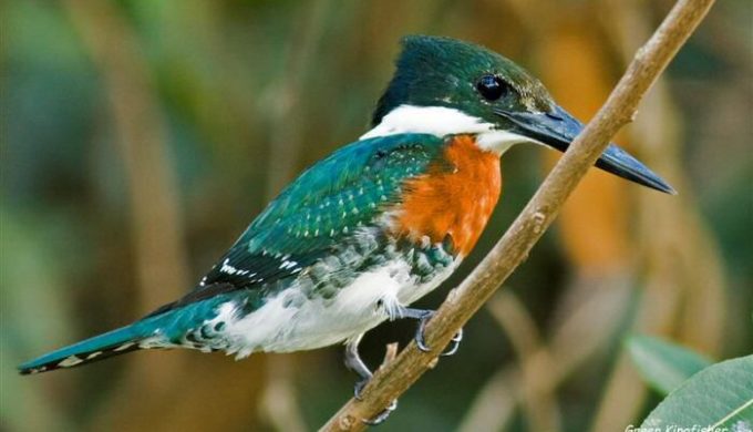 Green Kingfisher by Nancy Bell