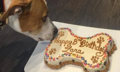 Groovy Dog Bakery in Austin makes dog treats such as birthday cakes