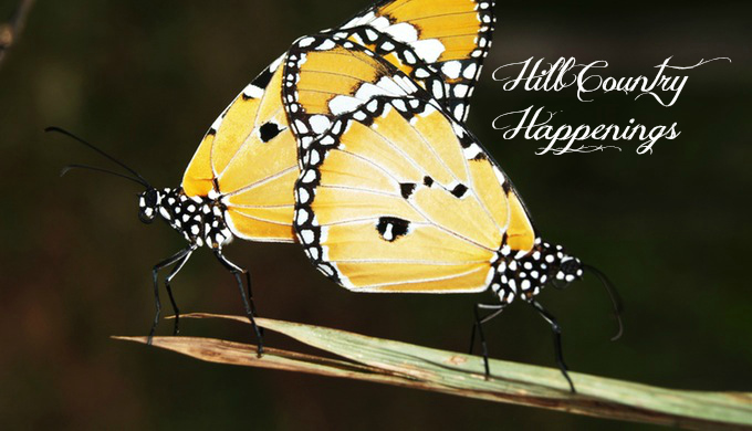 Hill Country Happenings Butterflies