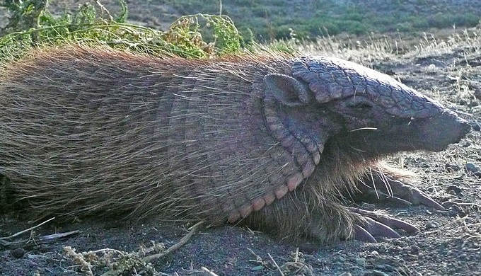 Hairy screaming armadillos are another type of this animal