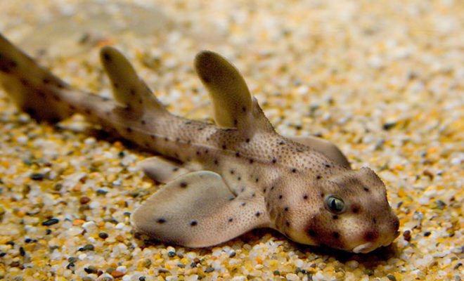 Shark Kidnapped From Texas Hill Country Aquarium in Baby’s Stroller