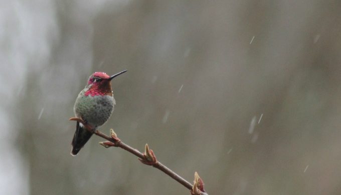 Hummingbird in storm