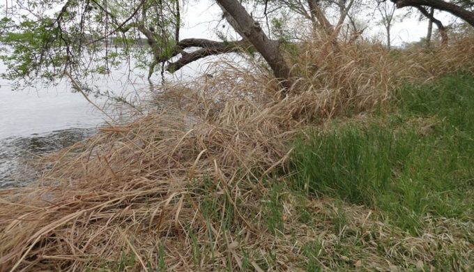 Inks Lake SP 5 Inks Lake SP 5