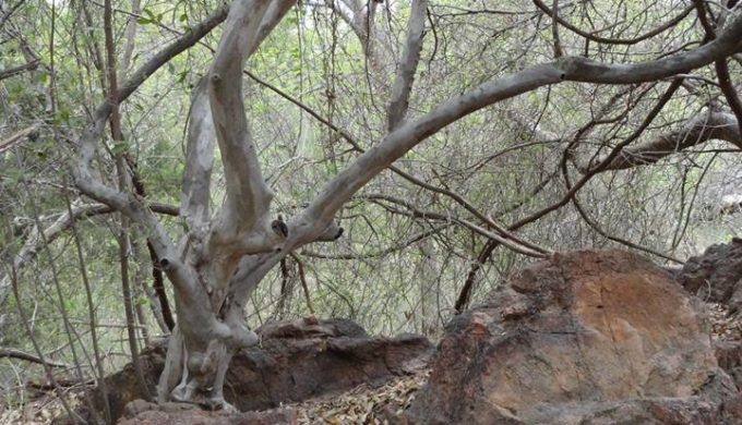 Inks Lake SP 6 Inks Lake SP 6