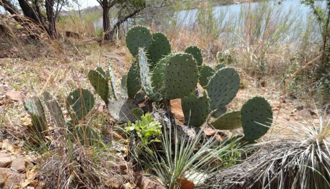 Inks Lake SP 8 Inks Lake SP 8