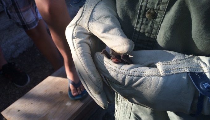 James River Bat in Glove