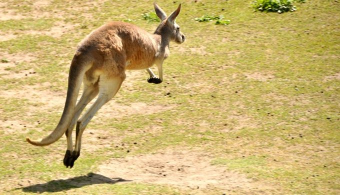 Viewers Jump to Conclusions About Kangaroo Filmed in the Hill Country