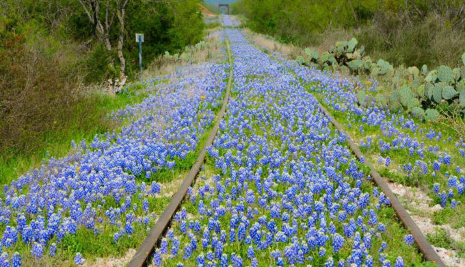 5 Great Places to See Beautiful Bluebonnets in Texas