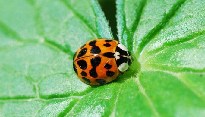 orange ladybug with black spots