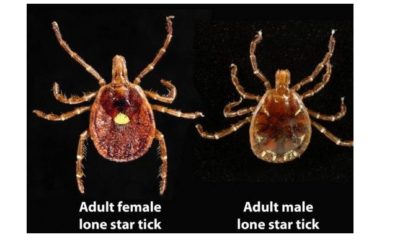 Lone Star Ticks live across the state of Texas.