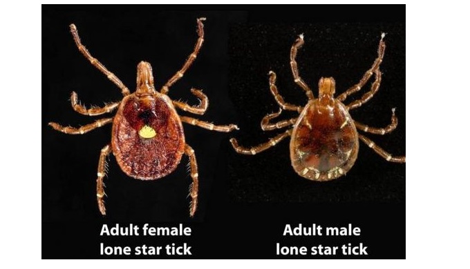 Lone Star Ticks live across the state of Texas.