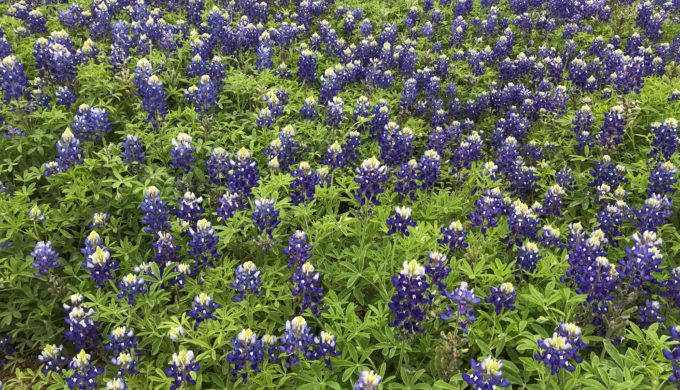 Wine and Wildflowers: The Most Relaxing Tour Through the Hill Country
