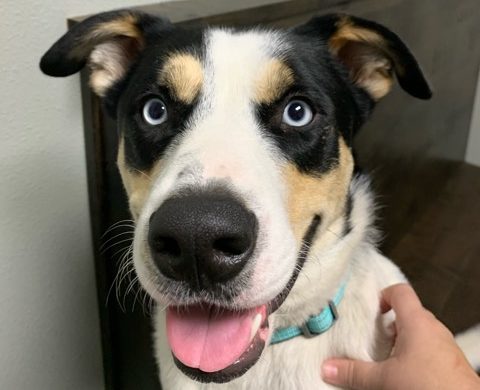 Pets are our Treasures: An Emotional Bond that Can't be Broken