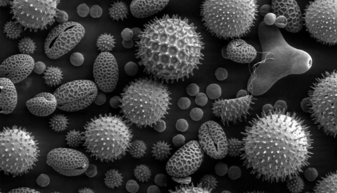 allergy causing pollens