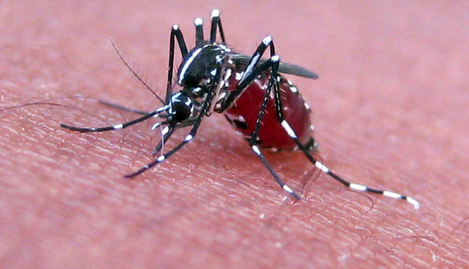 American Technology Companies Join War Against Zika Virus